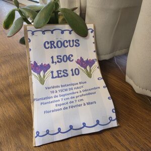 Bulbes Crocus Botaniques Bleus disponible chez Ma Canopée & Co à Rennes