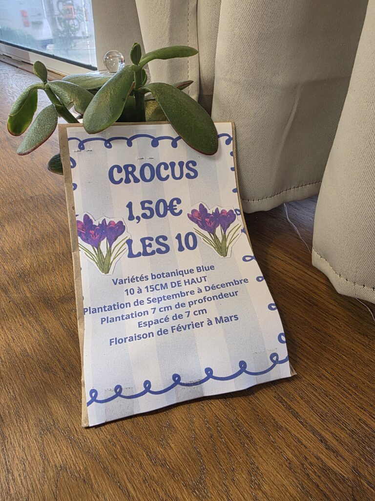 Bulbes Crocus Botaniques Bleus
