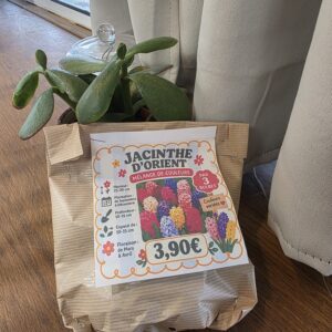 Bulbes Jacinthes d’Orient Multicolores disponible chez Ma Canopée & Co à Rennes