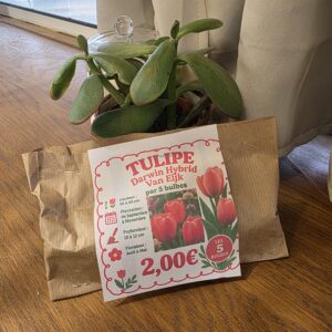 Bulbes Tulipes Rouge disponible chez Ma Canopée & Co à Rennes