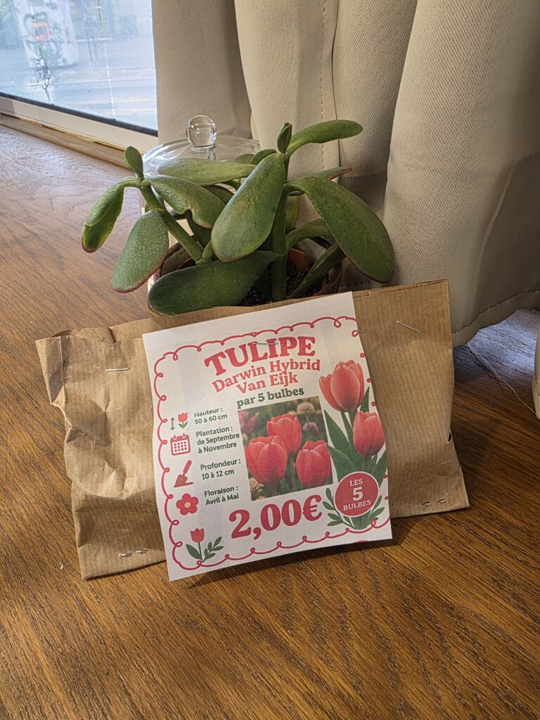 Bulbes Tulipes Rouge
