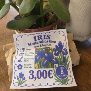 Bulbes Iris Bleus disponible chez Ma Canopée & Co à Rennes