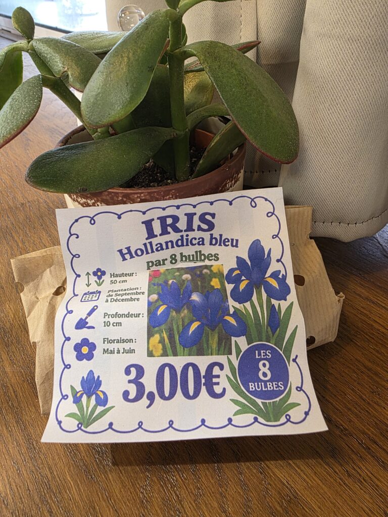 Bulbes Iris Bleus