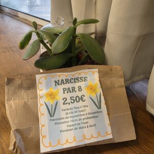 Bulbes petites Narcisses disponible chez Ma Canopée & Co à Rennes