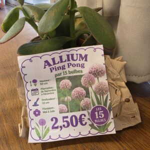 Bulbes Alliums Blanc Rose disponible chez Ma Canopée & Co à Rennes