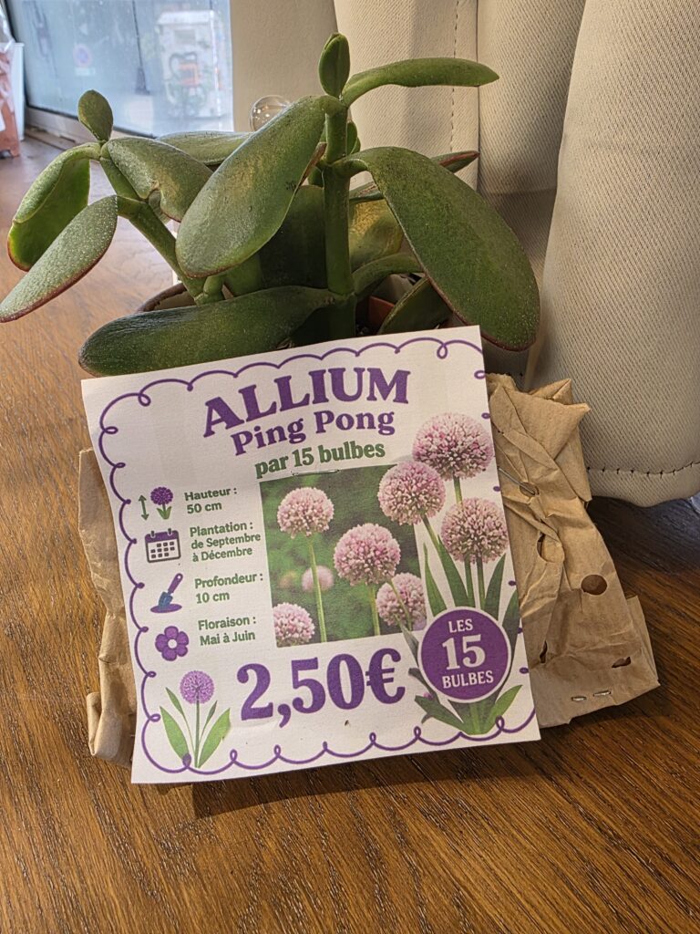 Bulbes Alliums Blanc Rose