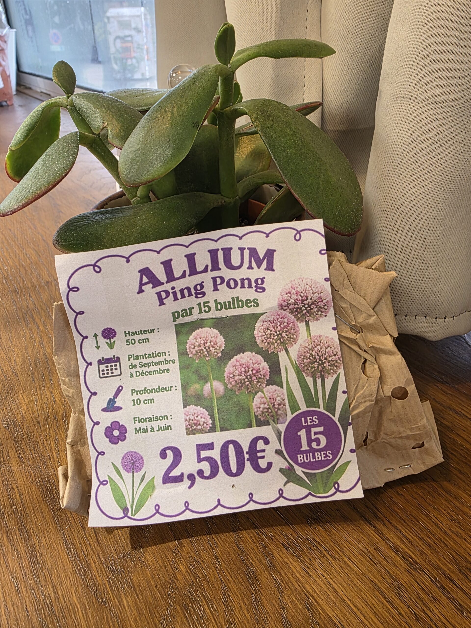 Bulbes Alliums Blanc Rose disponible chez Ma Canopée & Co à Rennes