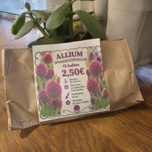 Bulbes Alliums Pourpre disponible chez Ma Canopée & Co à Rennes