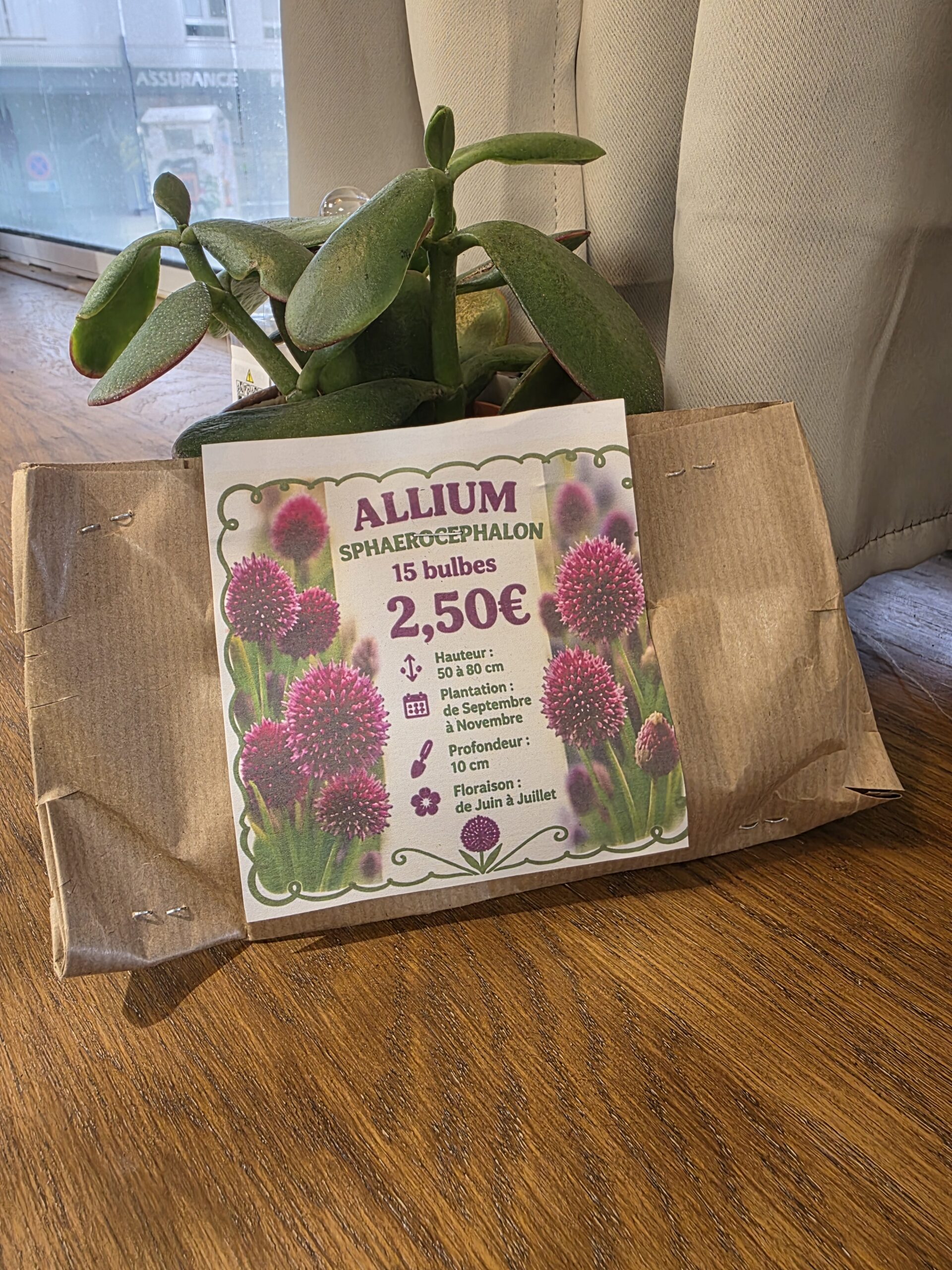 Bulbes Alliums Pourpre disponible chez Ma Canopée & Co à Rennes