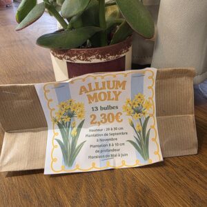 Bulbes Alliums Moly (Jaune) disponible chez Ma Canopée & Co à Rennes