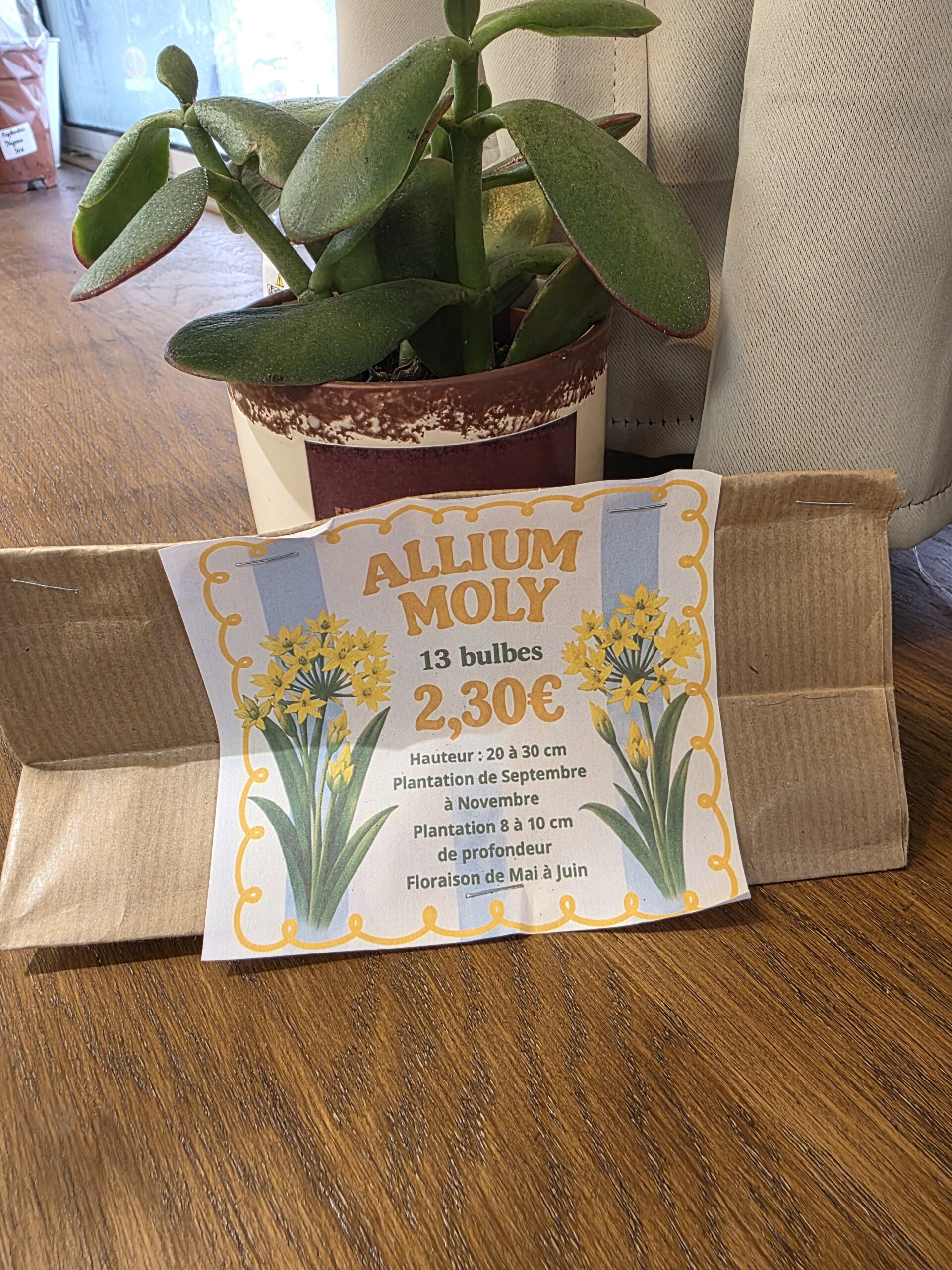 Bulbes Alliums Moly (Jaune) disponible chez Ma Canopée & Co à Rennes