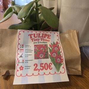 Bulbes Tulipes Tiny Timo disponible chez Ma Canopée & Co à Rennes