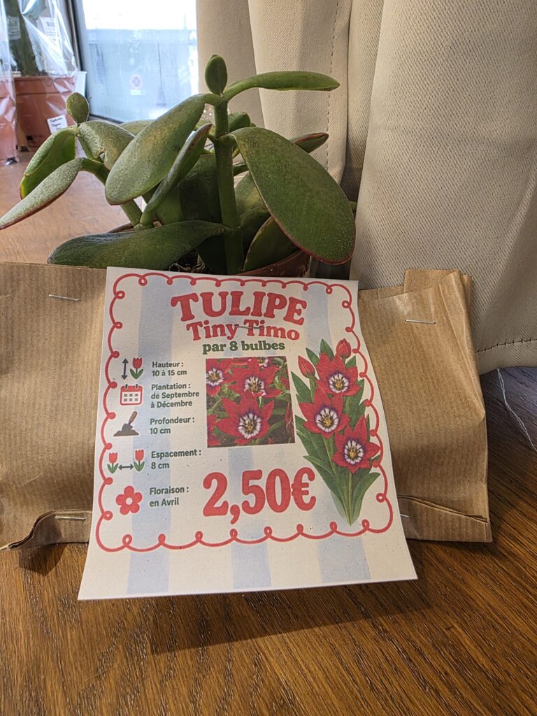 Bulbes Tulipes Tiny Timo