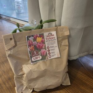 Bulbes Mélange de Tulipes d&rsquo;exception disponible chez Ma Canopée & Co à Rennes
